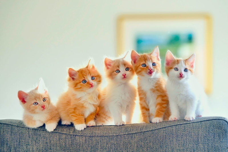5 pieces, room, kittens, Kote, cats, sofa, light, 1080P