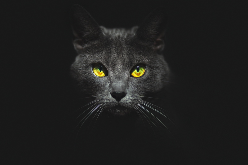 Kote, portrait, yellow eyes, vertebrate, black background, domestic cat, 4K, whisker, face, animal, mammal, pets, studio shot, cat, black, look