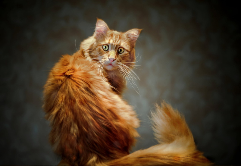 looking at camera, domestic Cat, cute, fur, looking, focus on foreground, whisker, paw, cat, backgrounds, animals And Pets, purebred Cat, animal body part
