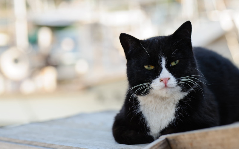 whisker, face, 1080P, no people, relaxation, mammal, close-up, street, yellow eyes, domestic, black color, day, focus on foreground, portrait, lies, feline