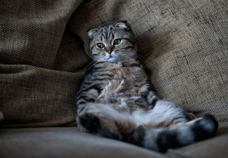 Scottish fold, Scottish fold cat, relax, Kote, stay, cat, chill, 1080P