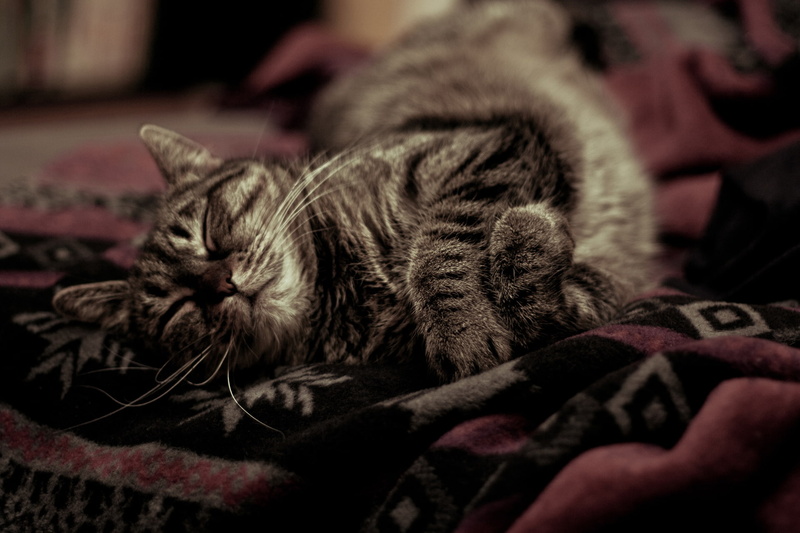 heat, sleeping, 1080P, blanket, Kote, cozy