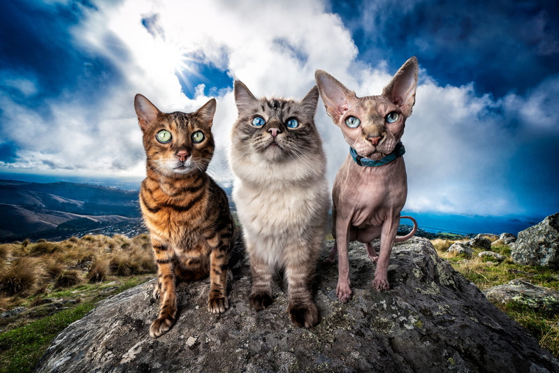 background, on the stone, mountains, pose, view, blue, stone, nature, stones, Kote, sitting, trio, Bengal, friends, height, together, the sky, Sphinx, clouds