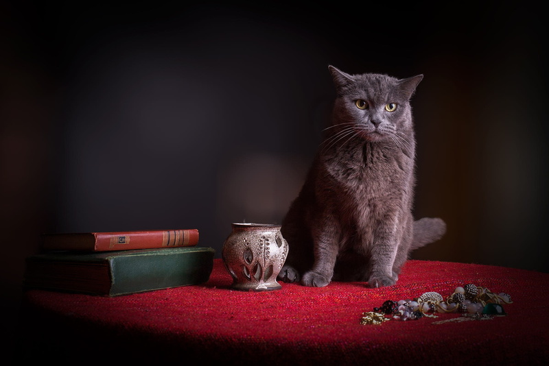 smoky, books, face, 1080P, vessel, ceramics, jewelry, the dark background, cat, red, Kote, the expression, still life, dissatisfaction, table, vase, fabric