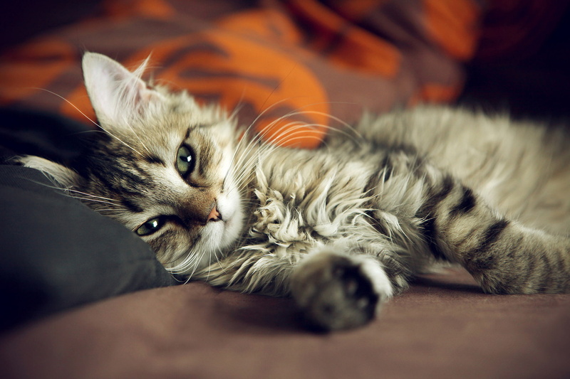 one animal, sofa, bed, gray, lying Down, cute, fur, sleeping, Kote, beautiful, comfortable, domestic Animals, tired, purebred Cat, vertebrate, animal head