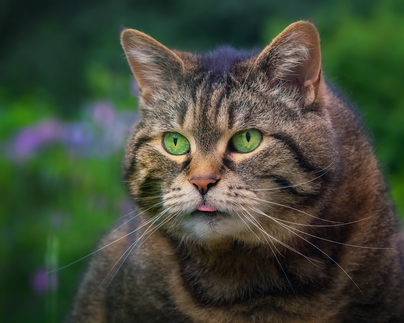 kotofeich, 2K, Kote, look, big guy, mordaha, cat, portrait