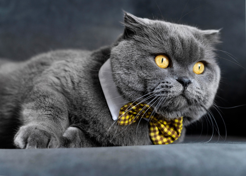 gentleman, British Shorthair, Kote, cat, kotofeich, muzzle, bow tie, 5K, look