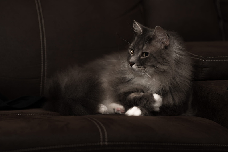 smoky, Kote, 1080P, handsome, grey, lies, sofa, face, cat, white paws, the dark background, look, fluffy