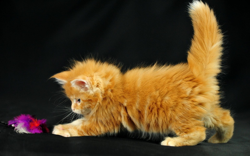 domestic Animals, black background, cats, relaxation, orange Color, animal themes, tabby, Kote, no people, striped, beautiful, domestic, kitten, fluffy
