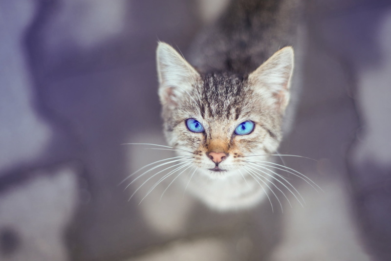 animal themes, portrait, tabby, domestic cat, look, domestic animals, feline, brown, looking at camera, kitty, animal head, no people, mammal, Kote, one animal