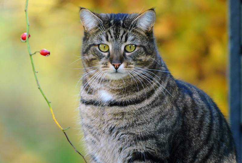 branch, looking, animal eye, portrait, yellow eyes, looking at camera, no people, day, pets, focus on foreground, 1080P, domestic, one animal, vertebrate