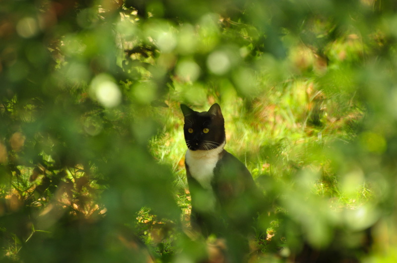 2K, the bushes, glare, summer, bokeh, Kote, razmytost, cat