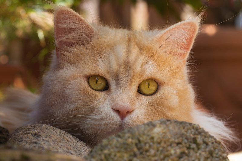 look, 5K, muzzle, red cat, cat, Kote