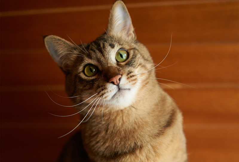 red, face, Kote, Koshak, cat, 1080P