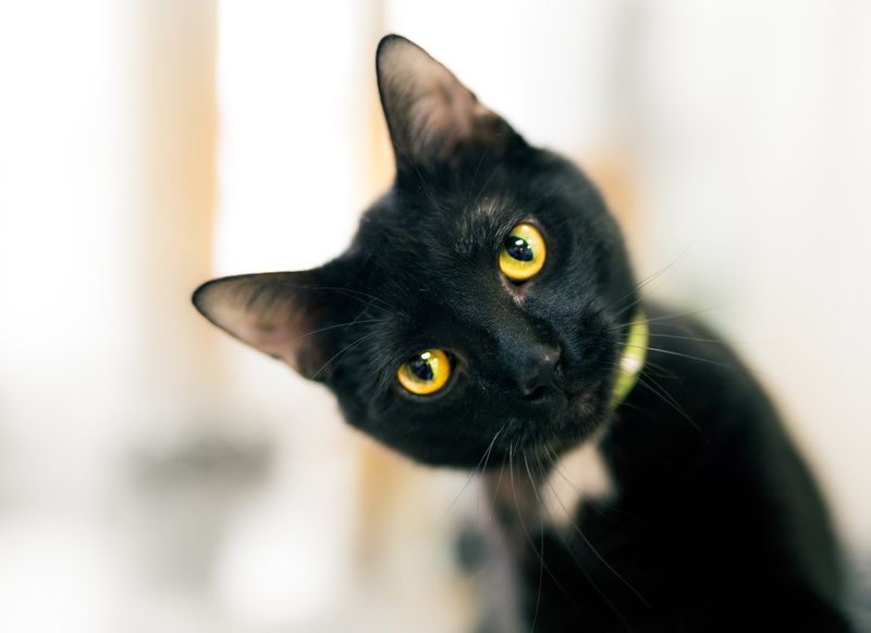 1080P, background, look, eyes, Kote