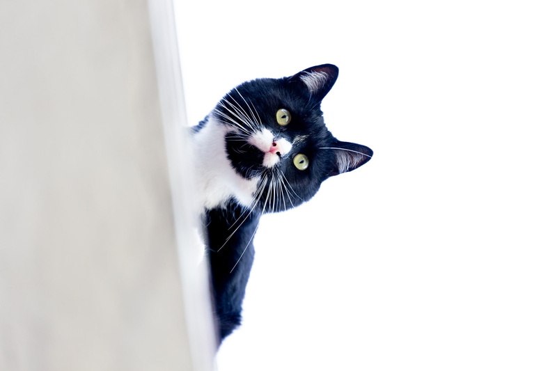 Kote, 1080P, look, cat, mustache