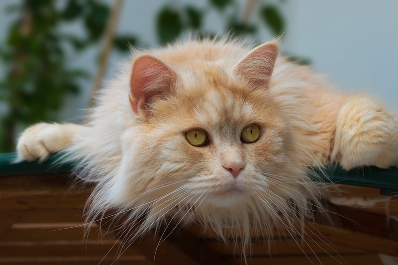 red cat, muzzle, Kote, cat, 5K, look