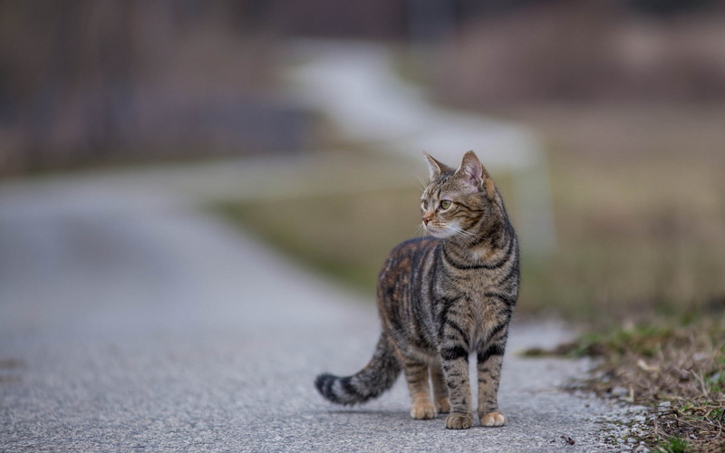background, Kote, look, cat, 1080P