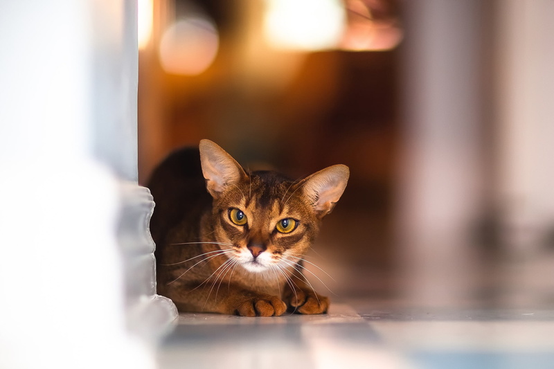 cat, wall, Kote, glare, sitting, 1080P