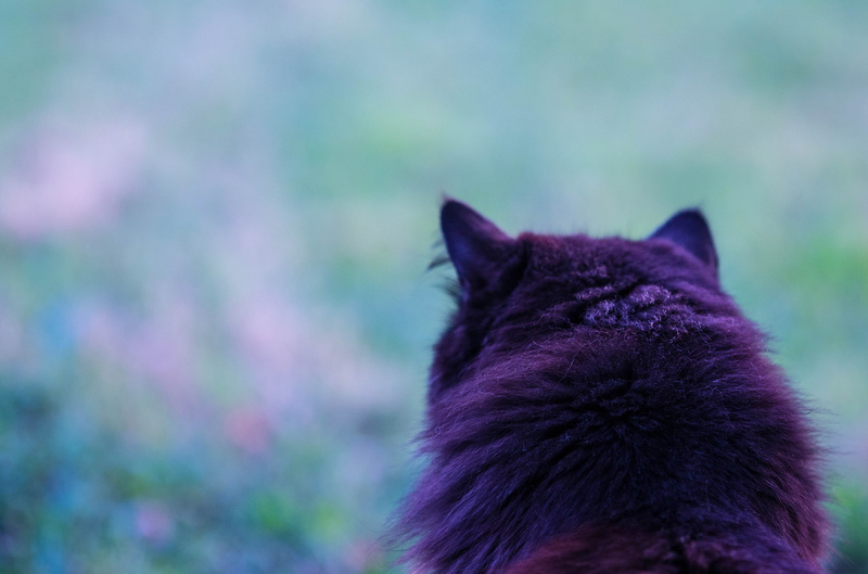 Kote, background, cat, 1080P, wool