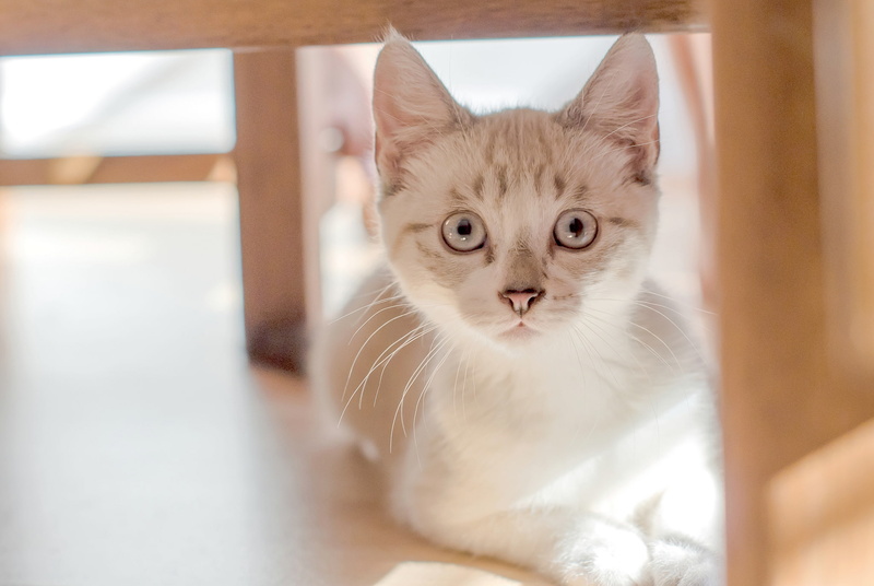 1080P, kitty, Kote, eyes, look