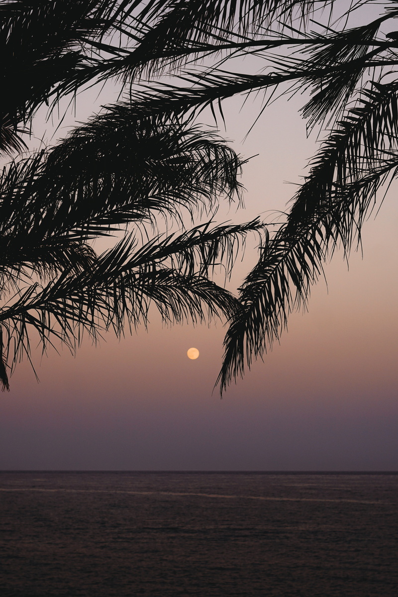 full, palm leaf, tranquility, silhouette, horizon over water, water, beach, landscape, beauty in nature, ocean, shore, no people, sea, view, scenics - nature