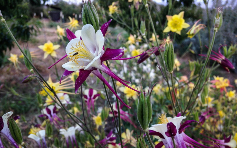 white color, no people, flowering plant, flower, plant, laptops, beauty in nature, phones, mckana, field, giants, springtime, land, purple, close-up, iris