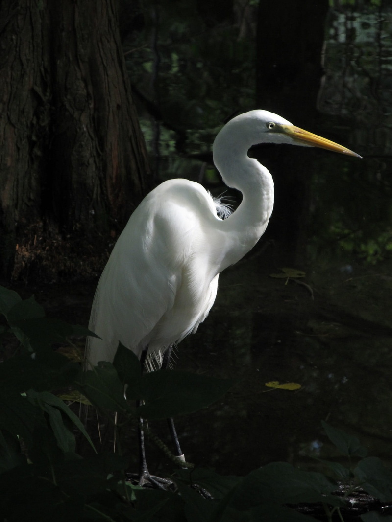 enclosure, water, standing, egret, white color, animal wildlife, animal themes, plumage, beak, outdoors, 1080P, water bird, animals in the wild, zoo, one animal