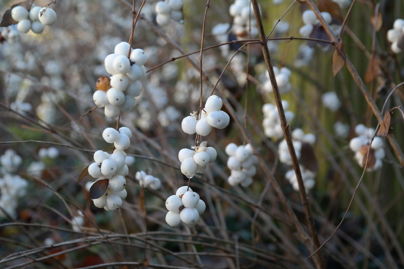 plant stem, symphoricarpos, close-up, springtime, nature, snow berry, food and drink, food, no people, hedge, Bush, knallerbse, ordinary schneebeere, plant