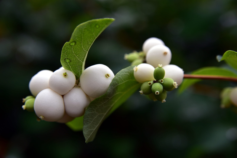 growth, white, food and drink, ornamental plant, outdoors, plant part, 5K, freshness, wellbeing, snowberry albus, no people, infructescence, plant stem