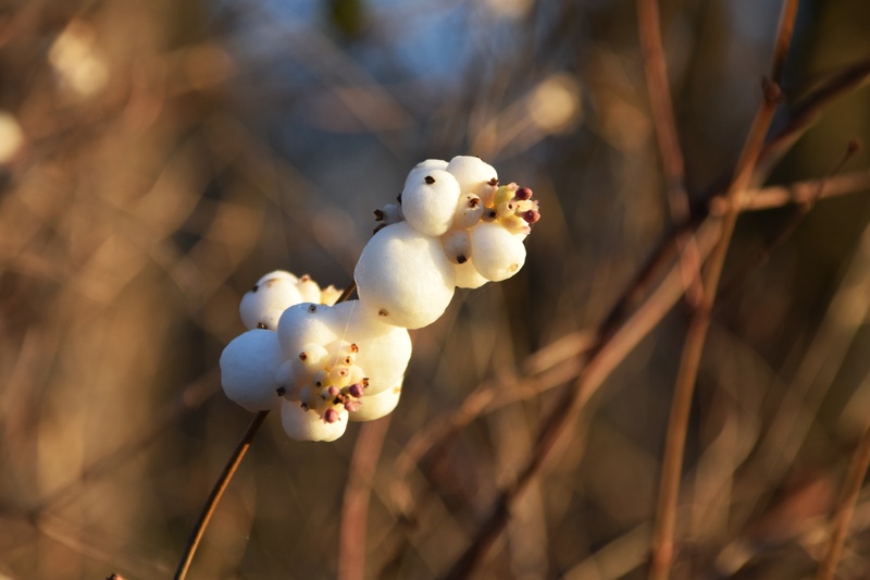food and drink, no people, fragility, white berries, ornamental plant, day, freshness, outdoors, flower, easter, berries, plant, growth, ordinary schneebeere