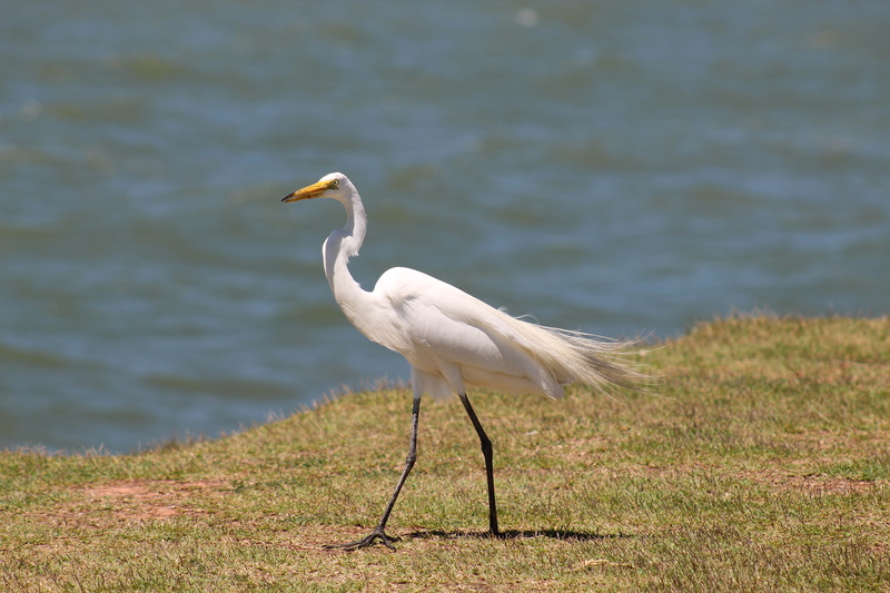 little egret, vertebrate, natural, beak, portrait, animal, feathers, focus on foreground, plumage, model, heron, all white, casmerodius albus, lake, no people