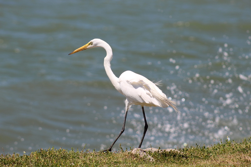 animals in the wild, casmerodius albus, model, nature, vertebrate, animal neck, one animal, charm, lake, white color, focus on foreground, animal themes