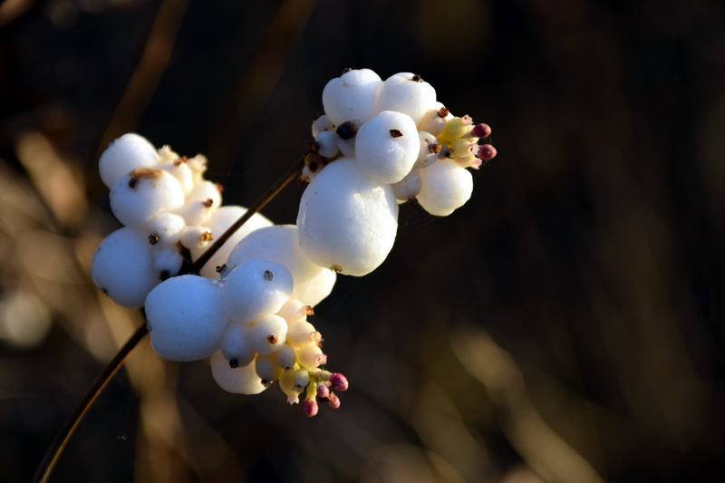 caprifoliaceae, no people, beauty in nature, snowberry albus, flowering plant, nature, branch, focus on foreground, vulnerability, growth, pollen, day