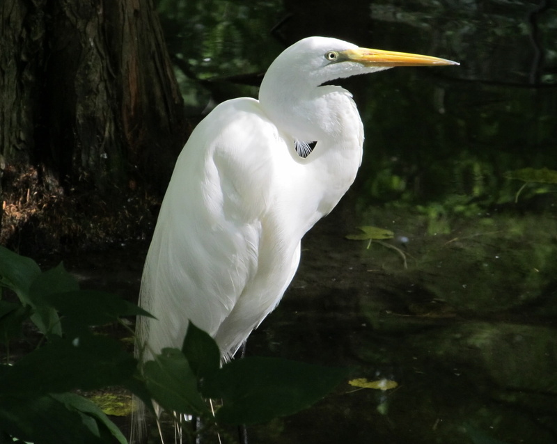 tree, water, vertebrate, 1080P, large, plants, side view, portrait, day, white color, animal themes, plant, lake, great egret, looking, nature, all white