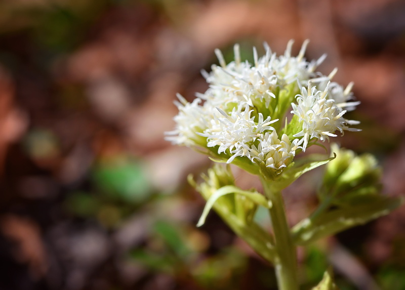 composites, white color, white butterbur, flower, flowering plant, 4K, close-up, plant part, fragility, petasites albus, outdoors, close, no people, focus on foreground