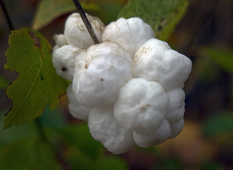 white berries, wellbeing, outdoors, ordinary schneebeere, growth, ripe, ornamental, plant, toxic, leaf, bang berry, tree, 2K, fruit, freshness, snow berry