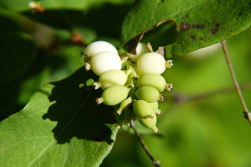 food and drink, growth, plant, no people, healthy eating, plant part, nature, common snowberry, fruit, toy torpedo, beauty in nature, focus on foreground