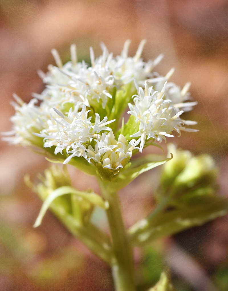 flowering plant, green color, forest plant, flower arrangement, petal, composites, close-up, white butterbur, close up, beauty in nature, freshness, day