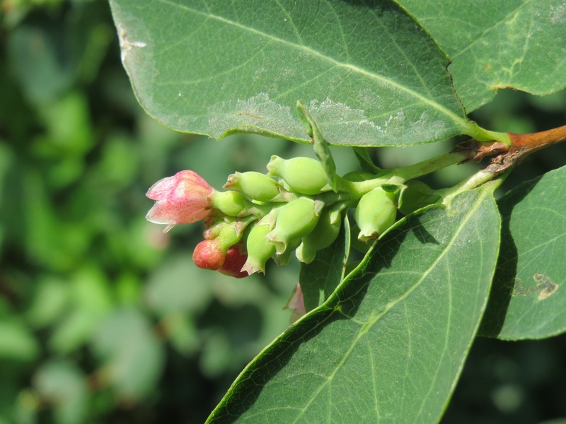 2K, beauty in nature, fruit, focus on foreground, tree, flora, green color, inflorescence, outdoors, wellbeing, food and drink, freshness, food, day, plant