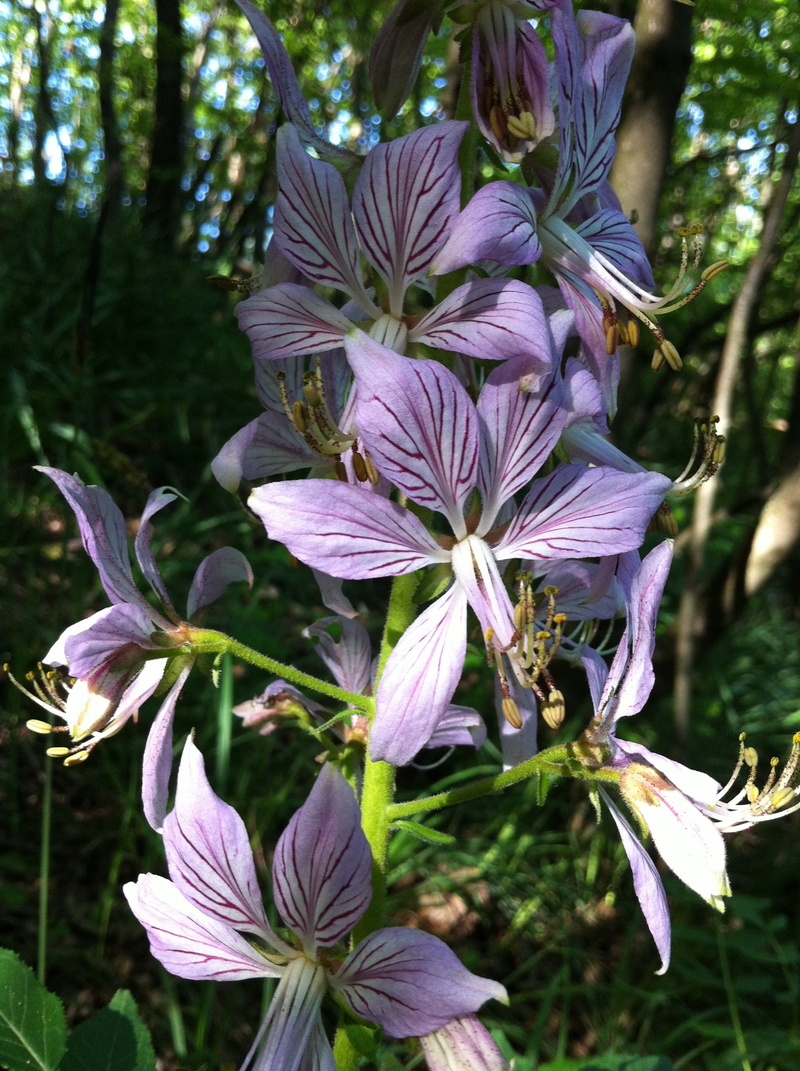dictamnus albus, nature, growth, outdoors, petal, focus on foreground, plant, 2K, purple, beauty in nature, burning bush, monferrato, vulnerability, flower head