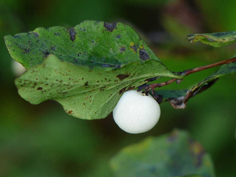 symphoricarpas albus, food and drink, macro, selective focus, shrub, tree, forest, no people, outdoors, close-up, organic, focus on foreground, beauty in nature