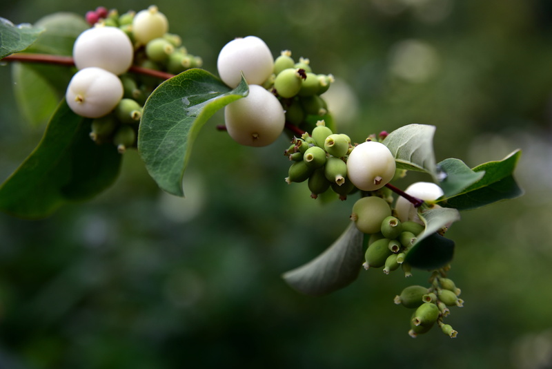 focus on foreground, leaf, plant part, nature, plant, outdoors, healthy eating, snowberry albus, ordinary schneebeere, 5K, food and drink, white, knallerbsenstrauch