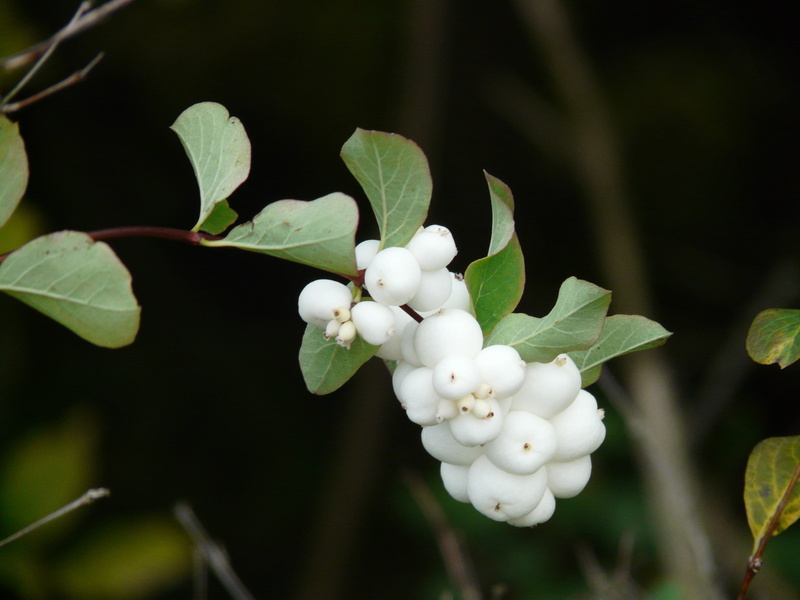 knallerbsen, ordinary schneebeere, 2K, close-up, nature, fragility, plant, white, outdoors, ornamental, berries, tree, bush, white color, flower head