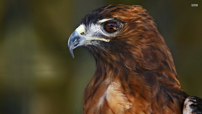 1080P, animals, bird, 1920x1080, Hawk, hd hawwk allpapers, Animal, 4K