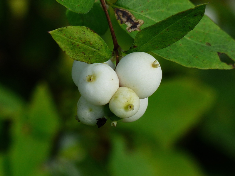 food and drink, unripe, white, close-up, ripe, healthy eating, green color, cluster, fruit, day, meadow, freshness, shrub, branch, symphoricarpas albus