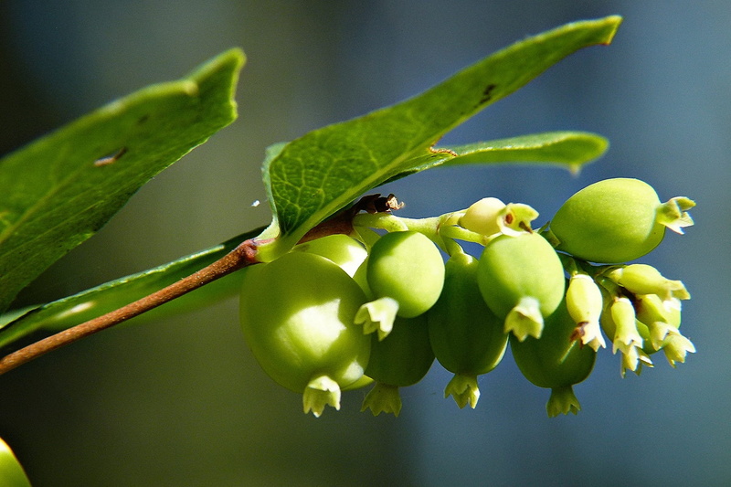 fruit, no people, toy torpedo, close-up, cap bomb, meadow, macro, food, leaf, tree, symphoricarpas albus, freshness, common snowberry, food and drink, focus on foreground