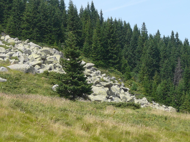 view, 3d and abstract, 1080P, bulgaria, mountain, nature, spruce, summer, vitosha