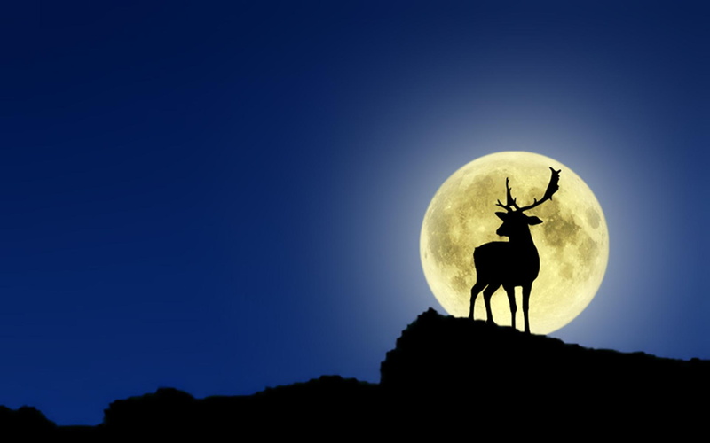 light, animal, deer, night, 1080P, moonshine, moon, animals
