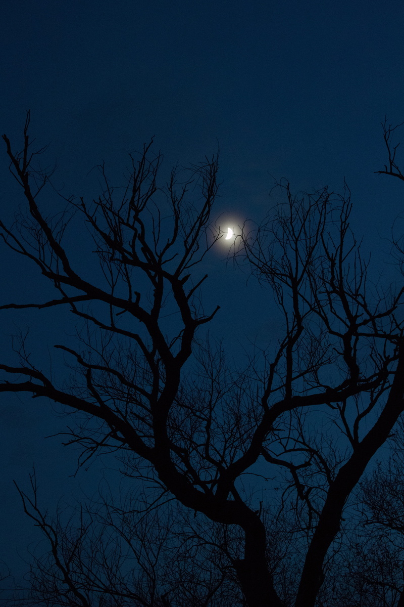 evening light, moonlight, planetary moon, at night, bare, night lights, space, beauty in nature, night, in the evening, bare tree, tranquility, kékóra